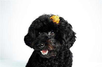 独立游戏《孙美琪疑案2023》正式开启EA发售